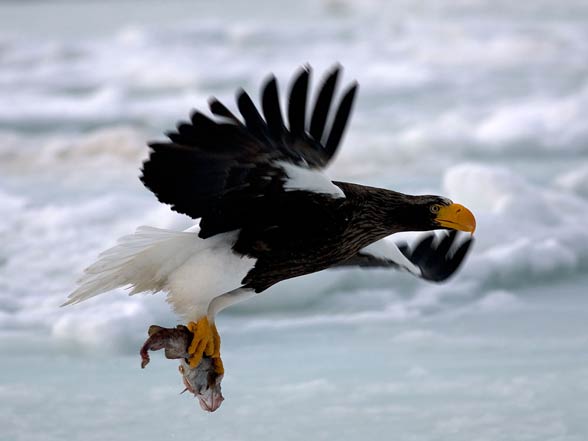 Steller’s sea eagle (Heliaeetus pelagicus).