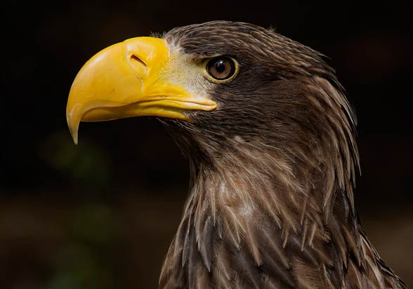 Steller’s sea eagle (Heliaeetus pelagicus).