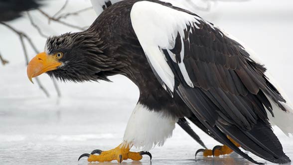 Steller’s sea eagle (Heliaeetus pelagicus).