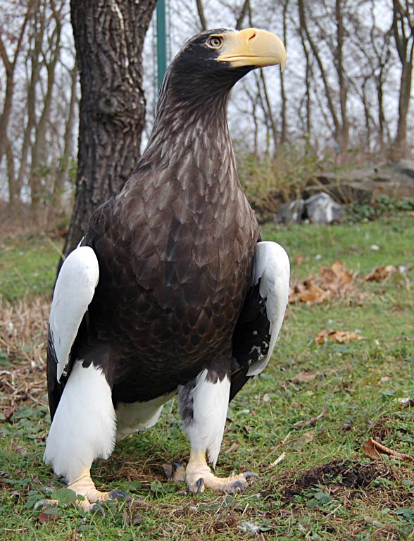 Steller’s sea eagle (Heliaeetus pelagicus).