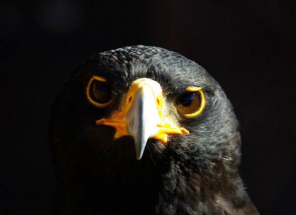 Verreaux's eagle, black eagle (Aquila verreauxii).