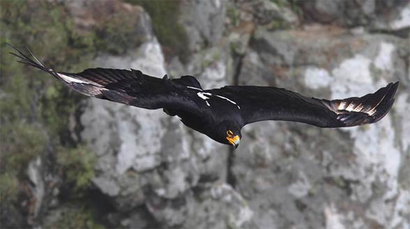 Verreaux's eagle, black eagle (Aquila verreauxii).