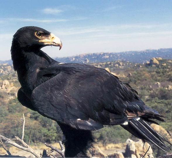 Verreaux's eagle, black eagle