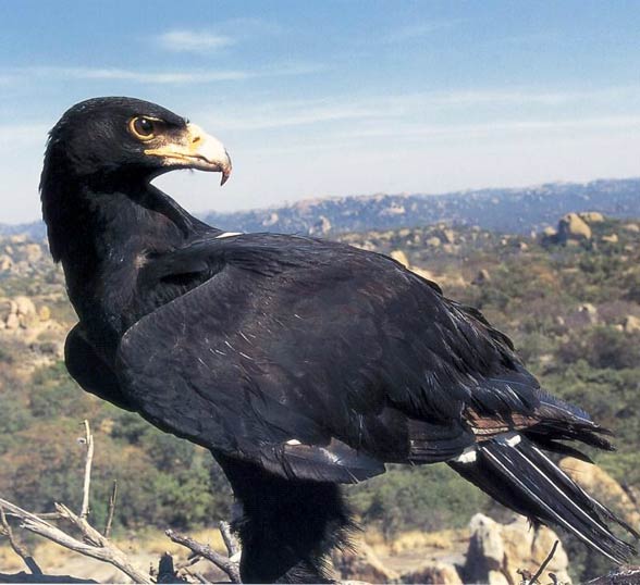 Black Eagle or Indian Black Eagle