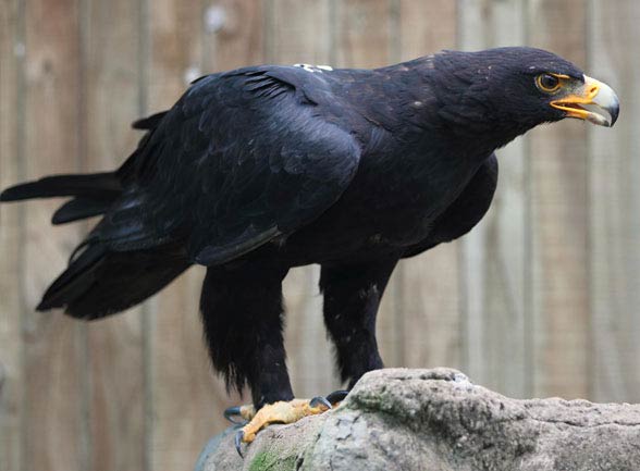 Verreaux's eagle, black eagle (Aquila verreauxii).