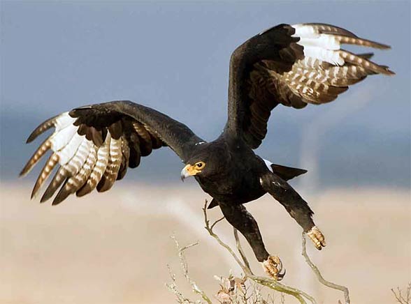 Verreaux's eagle, black eagle (Aquila verreauxii).