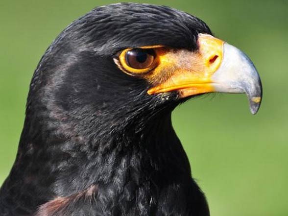 Verreaux's eagle, black eagle (Aquila verreauxii).