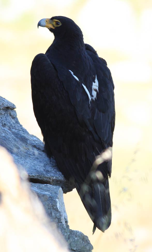 Verreaux's eagle, black eagle (Aquila verreauxii).