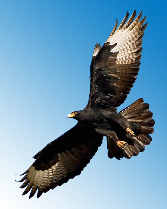 Verreaux's eagle, black eagle (Aquila verreauxii).