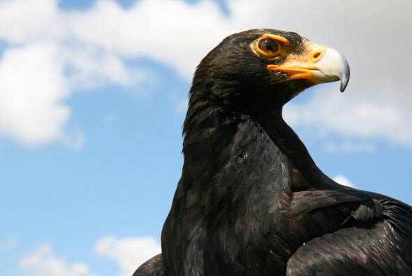 Verreaux's eagle, black eagle (Aquila verreauxii).