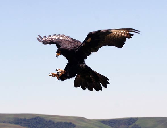 Verreaux's eagle, black eagle (Aquila verreauxii).