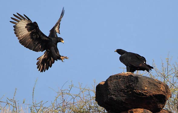 Verreaux's eagle, black eagle (Aquila verreauxii).