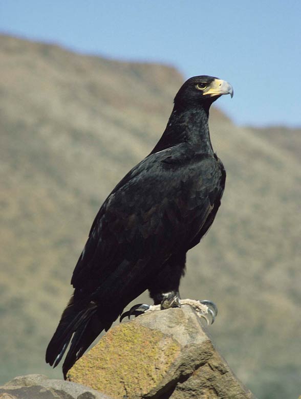 Verreaux's eagle, black eagle (Aquila verreauxii).