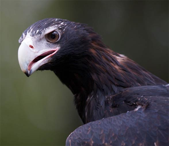 Wedge-tailed eagle, eaglehawk (Aquila audax)