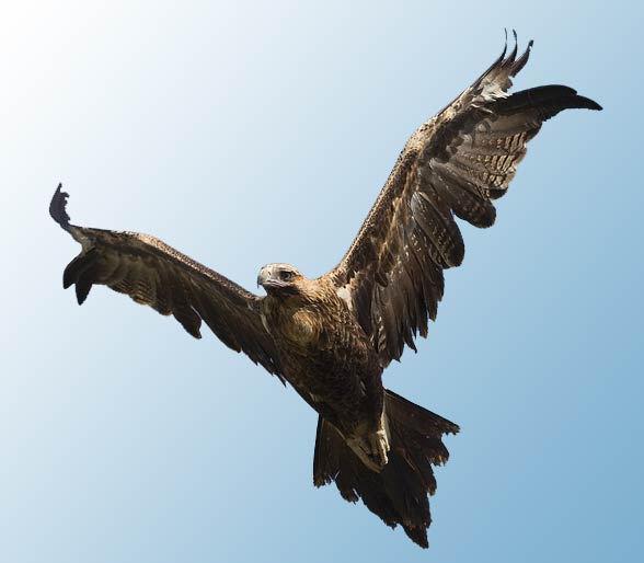 Wedge-tailed eagle, eaglehawk (Aquila audax).