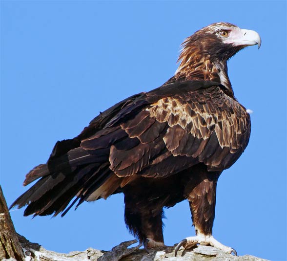 Wedge-tailed eagle, eaglehawk (Aquila audax).