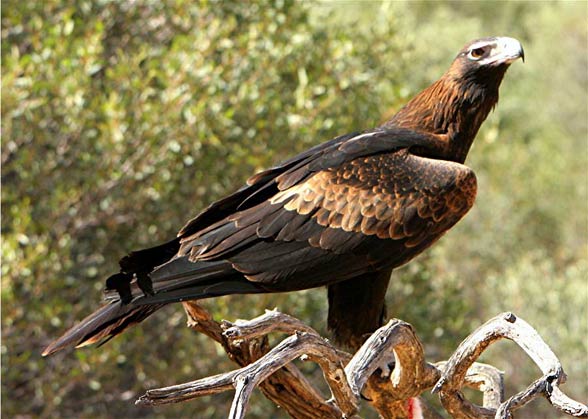 Wedge-tailed eagle, eaglehawk (Aquila audax).