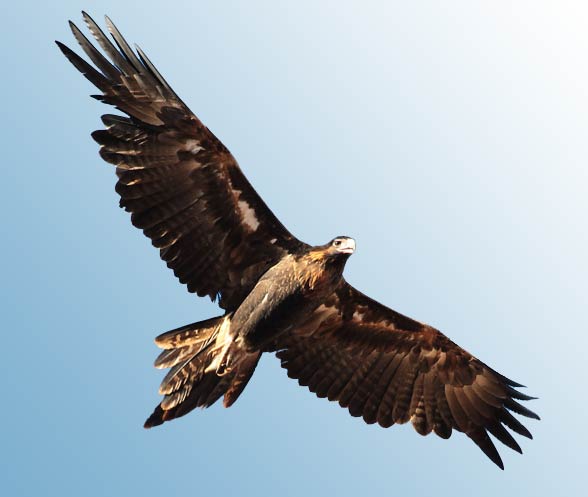 Wedge-tailed eagle, eaglehawk (Aquila audax).