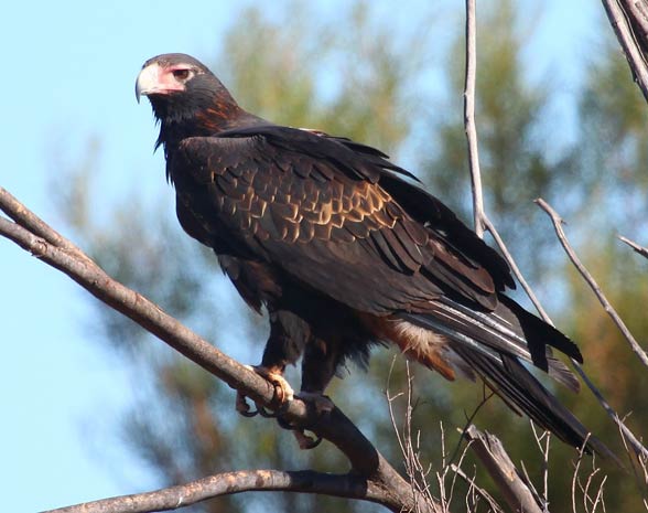 Wedge-tailed eagle, eaglehawk (Aquila audax).