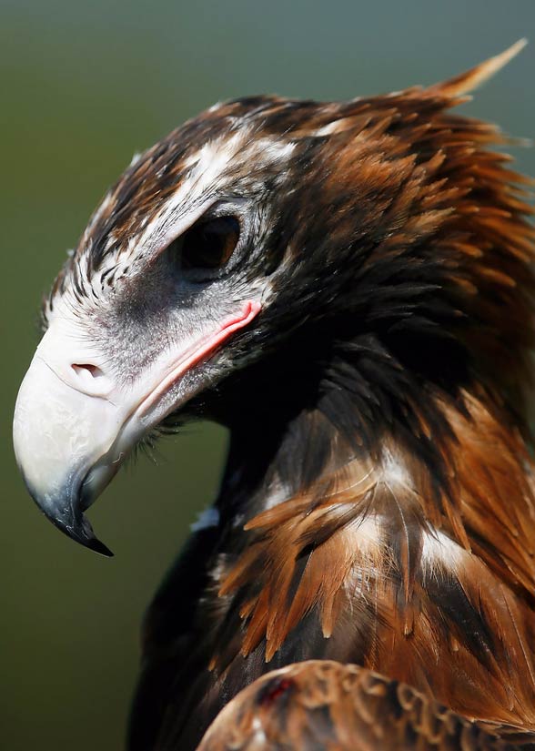 Wedge-tailed eagle, eaglehawk (Aquila audax).