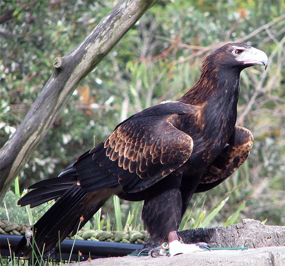 Wedge-tailed eagle, eaglehawk (Aquila audax).