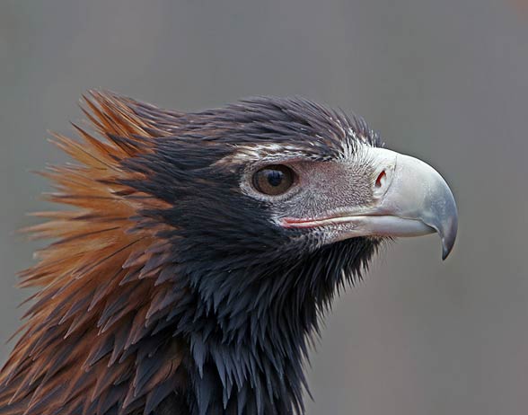 Wedge-tailed eagle, eaglehawk (Aquila audax).