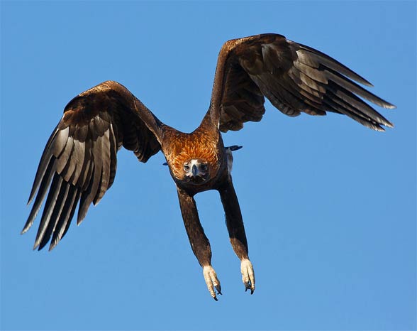 Wedge-tailed eagle, eaglehawk (Aquila audax).