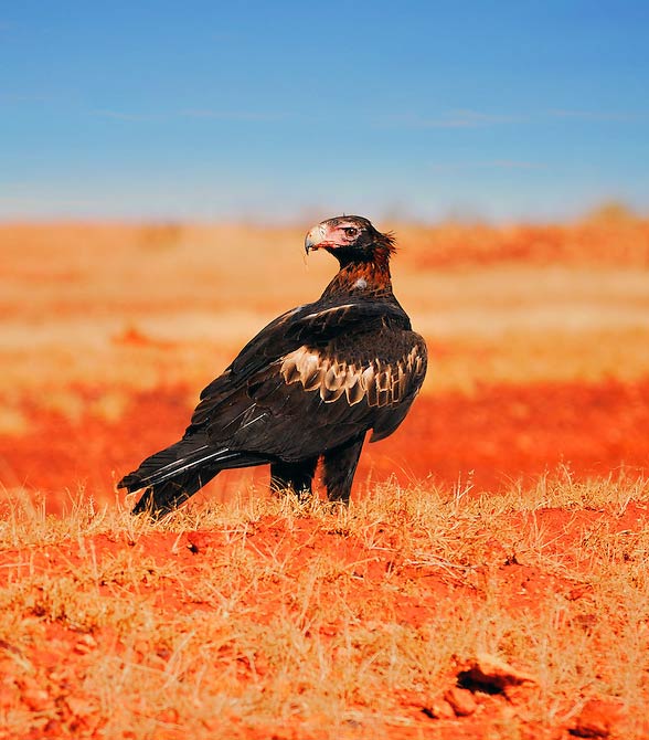 Wedge-tailed eagle, eaglehawk (Aquila audax).