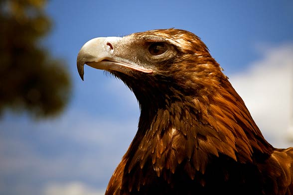 Wedge-tailed eagle, eaglehawk (Aquila audax).