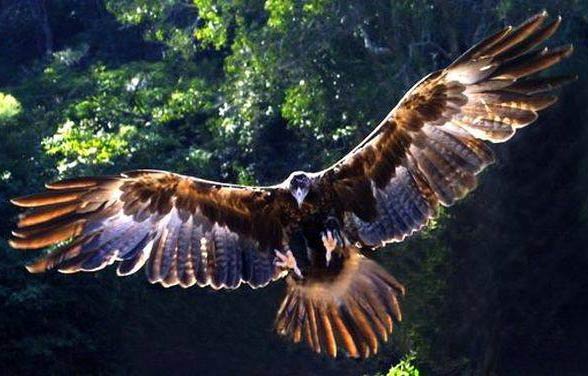 Wedge-tailed eagle, eaglehawk (Aquila audax).