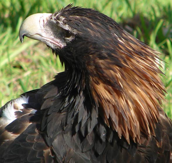 Wedge-tailed eagle, eaglehawk (Aquila audax).