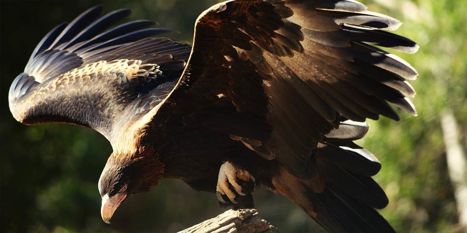 Wedge-tailed eagle eaglehawk DinoAnimals.com