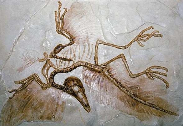 Archaeopteryx