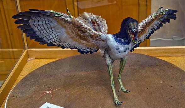 Archaeopteryx – the first bird | DinoAnimals.com