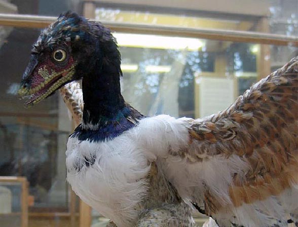 Archaeopteryx – the first bird | DinoAnimals.com