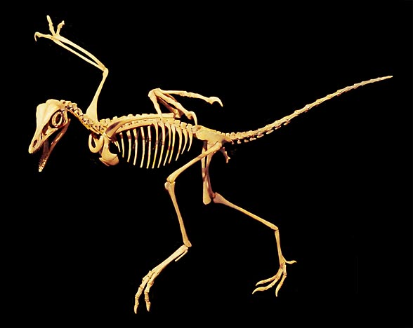 dino archaeopteryx