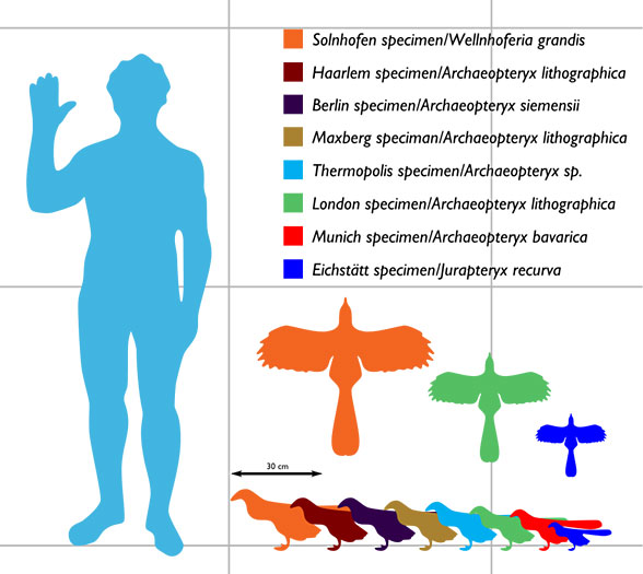 Archaeopteryx