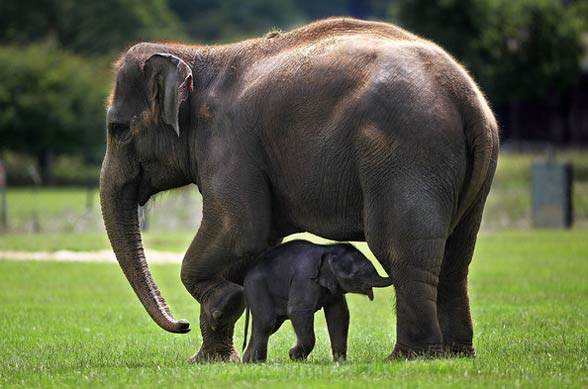 Asian elephant