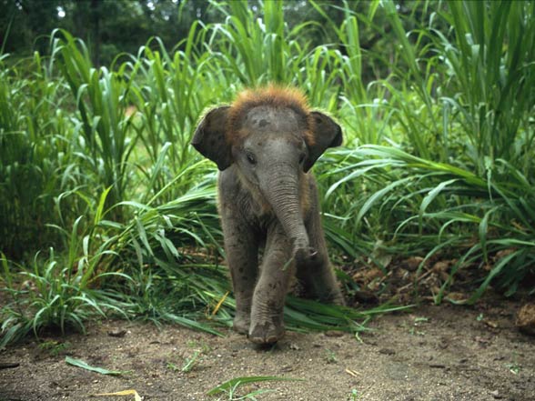 Asian elephant