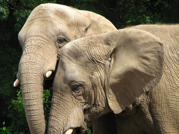 Asian Elephant Elephas Maximus