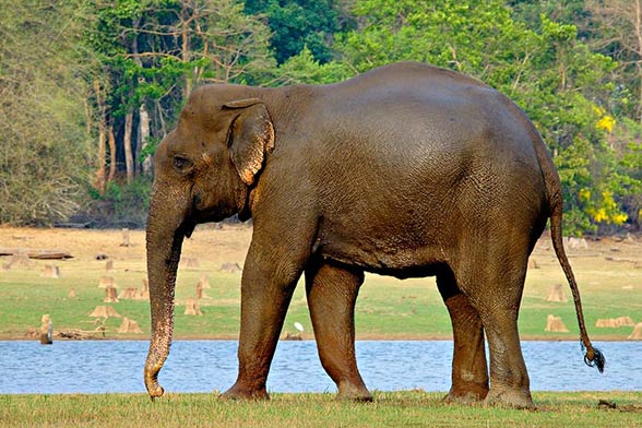 Asian elephant