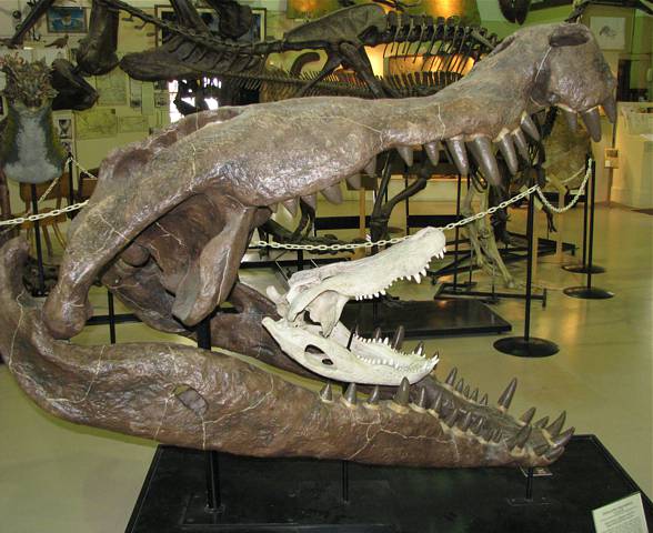 Deinosuchus Dinosaurs - Pictures and Facts