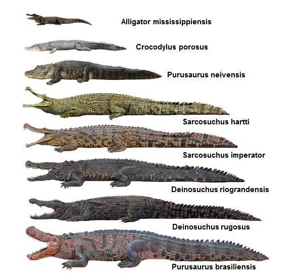 Deinosuchus - size comparison.