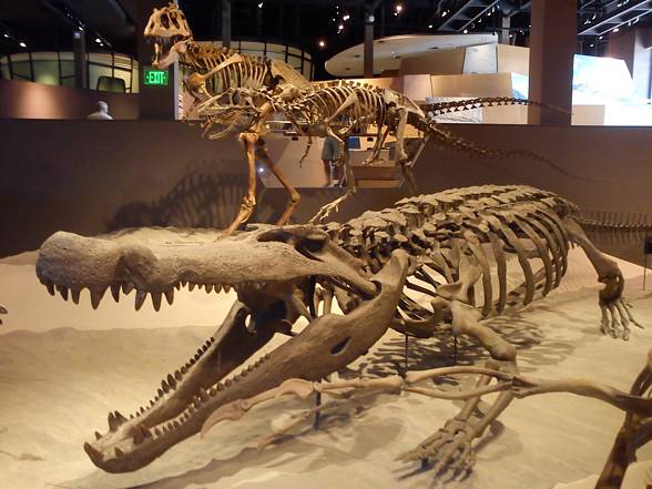 deinosuchus skeleton