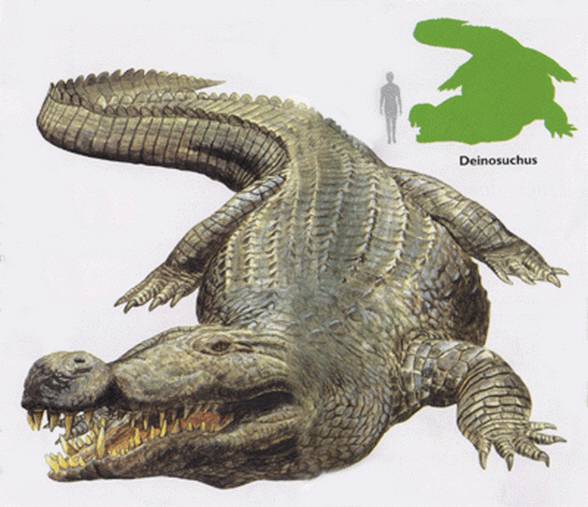 Deinosuchus - human size comparison.