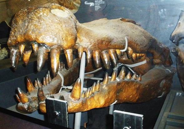 Deinosuchus - jaws and skull.