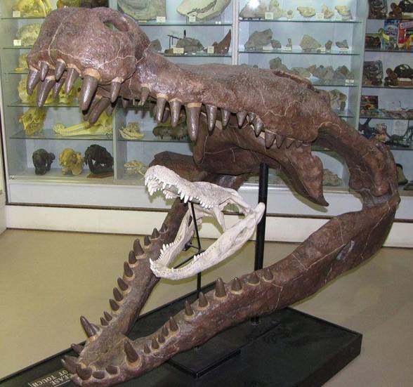 What's the difference between a deinosuchus and sarcosuchus? Are