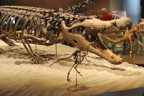Deinosuchus Dinosaurs - Pictures and Facts