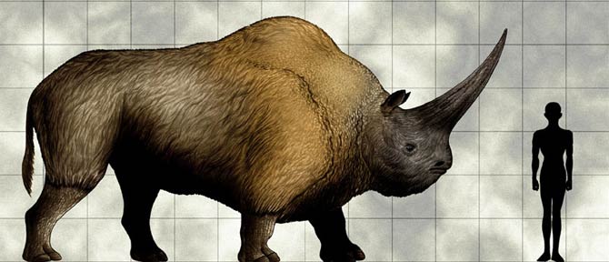 prehistoric rhino