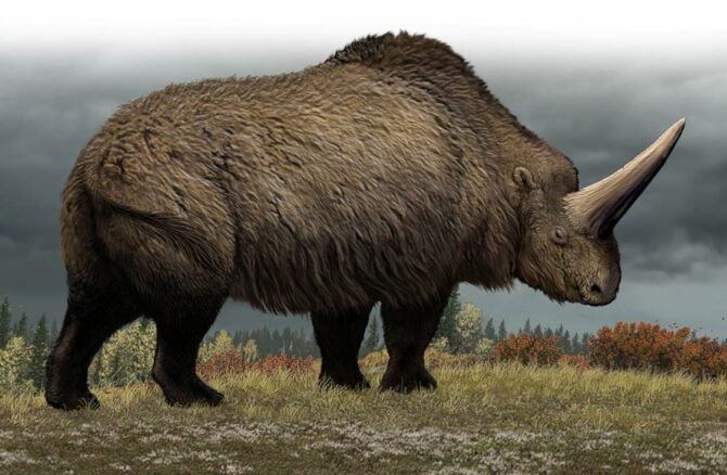 Giant rhinoceros (Elasmotherium) – a prehistoric rhino | DinoAnimals.com